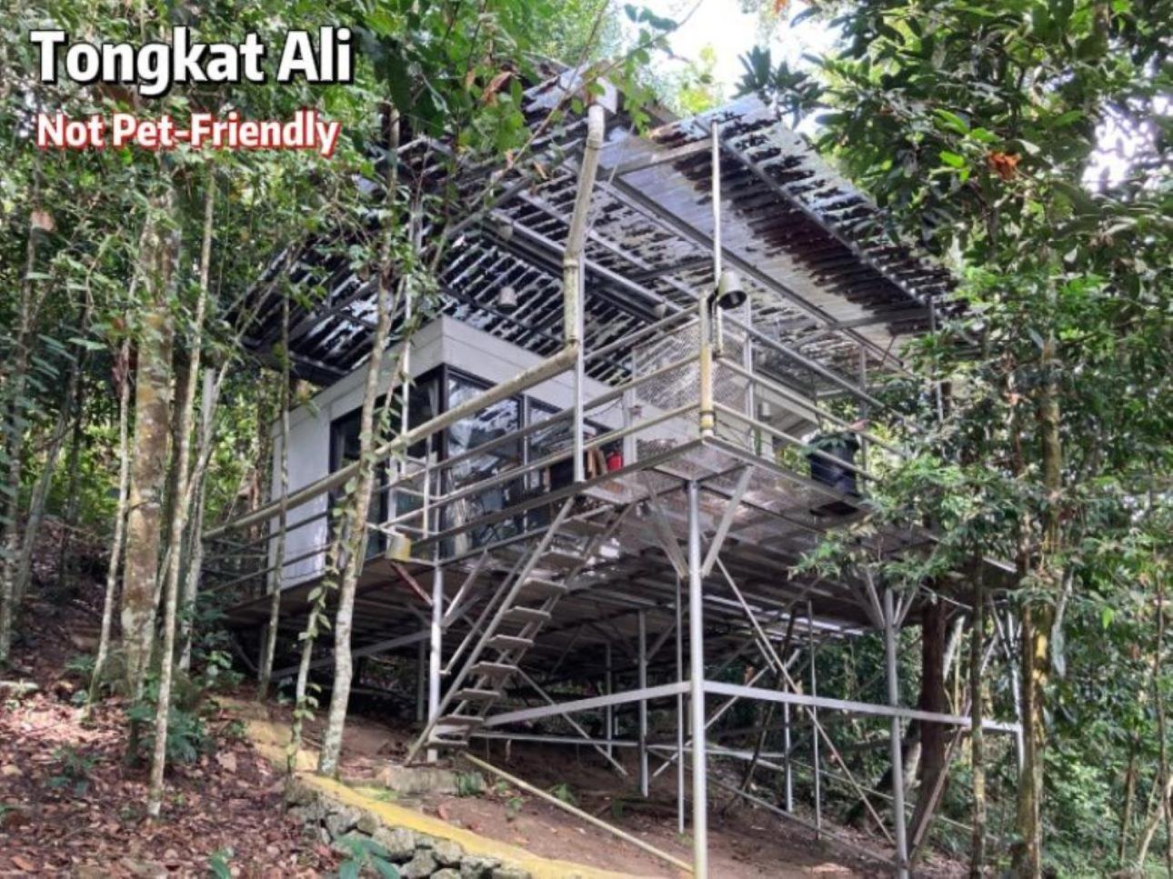 מלון Gibbon Retreat בנטונג מראה חיצוני תמונה
